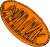 Mitochondria Orange 